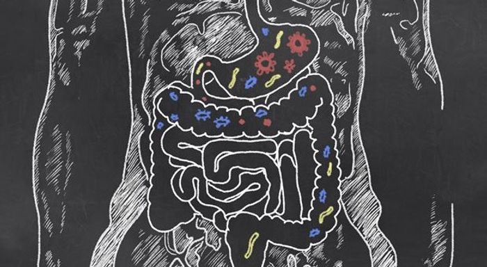 Gut microbes may affect motor function.