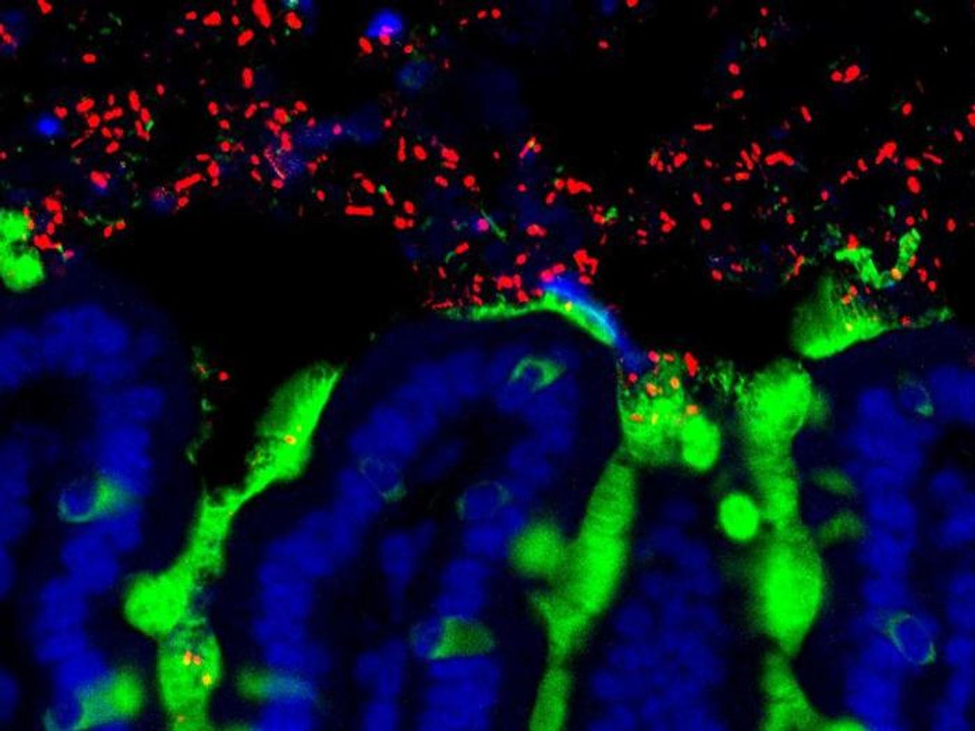 Commensal bacteria (red) amongst the mucus (green) and epithelial cells (blue) in a mouse small intestine.  Credit  University of Chicago.