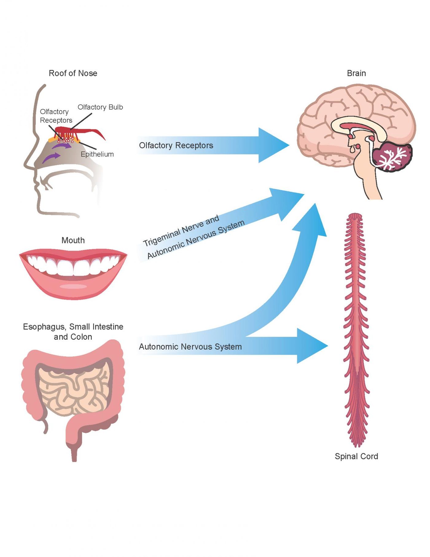 Amyloid produced by commensal bacteria may cause changes in protein folding and neuroinflammation in the central nervous system through the autonomic nervous system (particularly the vagus nerve), the trigeminal nerve in the mouth and nasopharynx, and the gut (including mouth, esophagus, stomach and intestines), as well as via the olfactory receptors in the roof of the nose. / Credit: University of Louisville