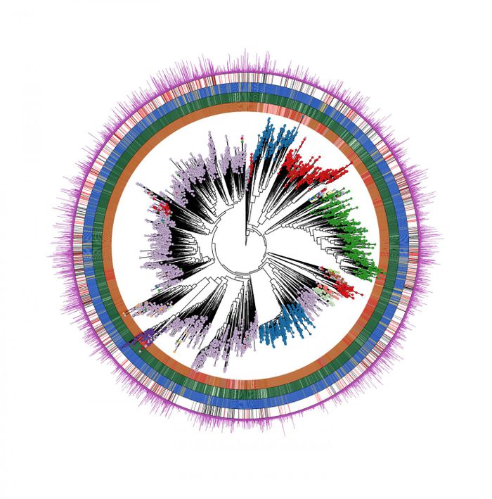 An image of the human microbiome tree of life, including thousands of new species discovered in this work. It represents the total diversity of the human microbiome across human populations, age, conditions, and body sites. Open source software written by the authors generated this image. / Credit: ©University of Trento