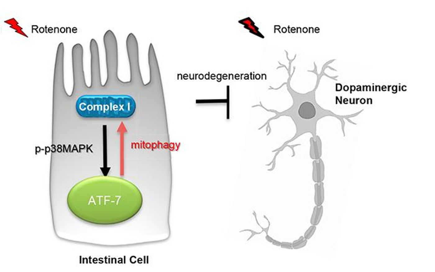 UI researchers have found the gut may be key to preventing Parkinson's disease. Intestinal cells spark an immune response that protects neurons against Parkinson's disease damage. The immune intestinal cells identify damaged machinery within neurons, discarding defective parts. That action ultimately preserves neurons whose impairment or death causes Parkinson's. CREDIT: Veena Prahlad, UI