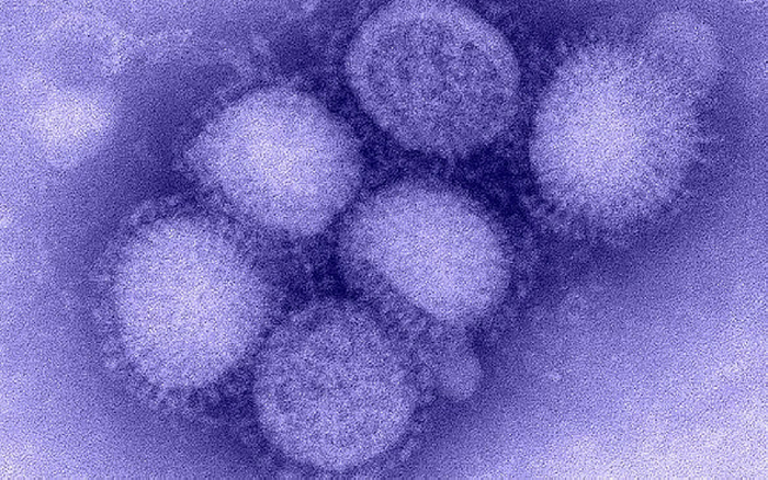 Image of the newly identified H1N1 influenza virus, taken in the CDC Influenza Laboratory.