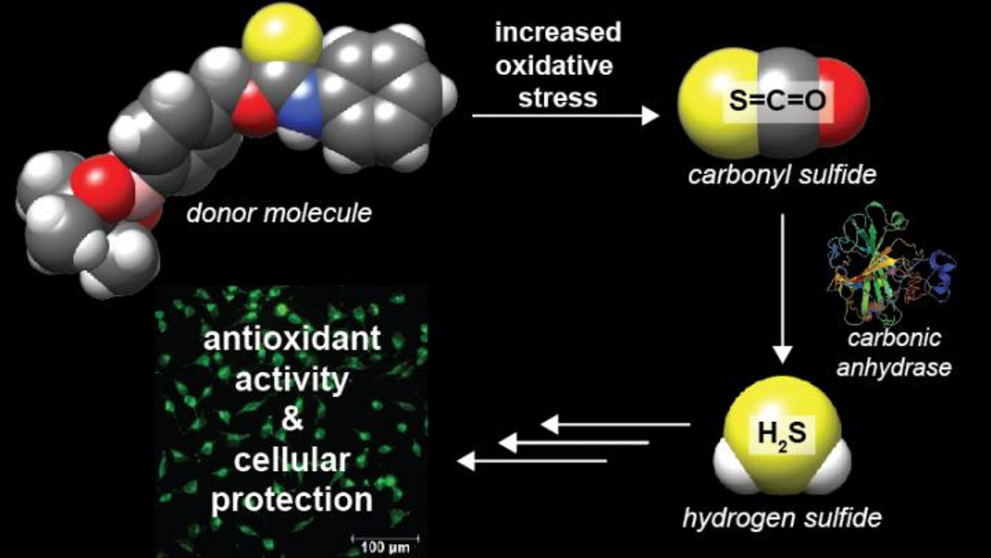 Illustration shows the delivery route of hydrogen sulfide to damaged cells based on two projects completed in the University of Oregon lab of Michael Pluth. / Credit: Illustration by Michael Pluth