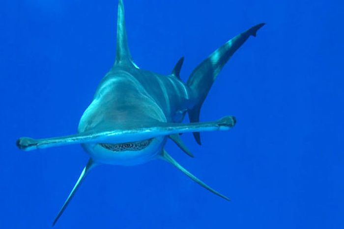 Hammerhead sharks are endangered, but some people just don't care.