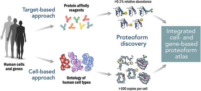 Smith, Lloyd M. The Human Proteoform Project: Defining the human proteome. Science Advances, Volume 7, Issue 46, 12 Nov. 2021.