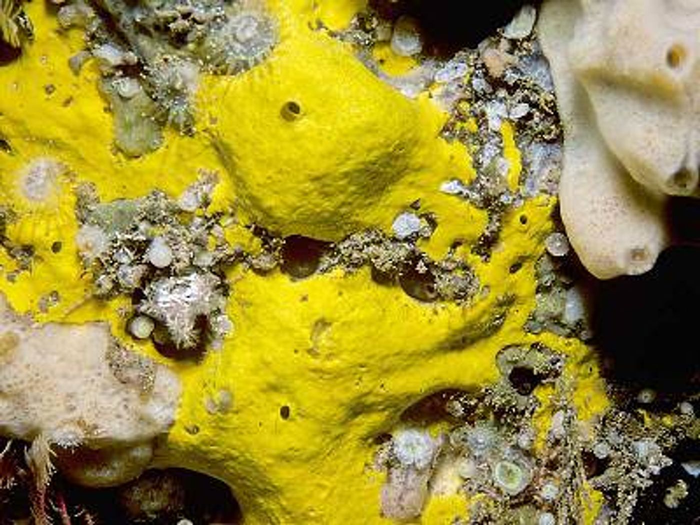 A sponge from the genus Spongosorites - Habitas.org.uk