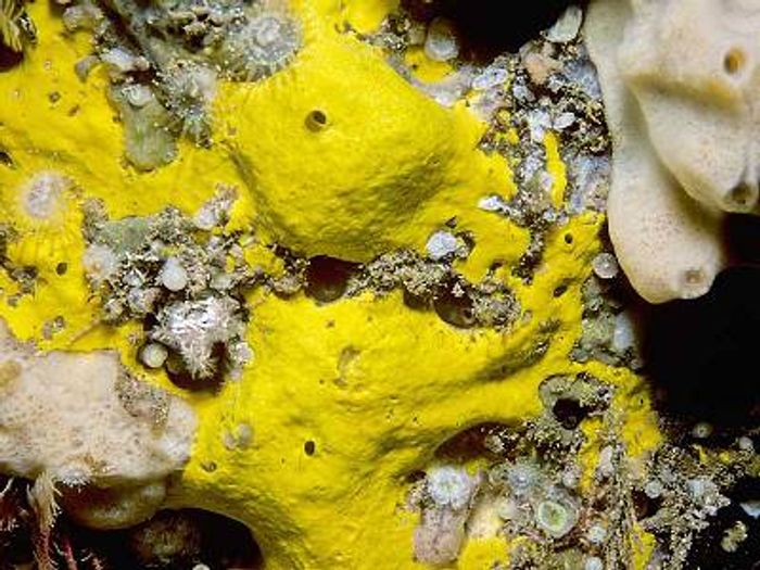 Marine sponge makes antibiotics | Microbiology