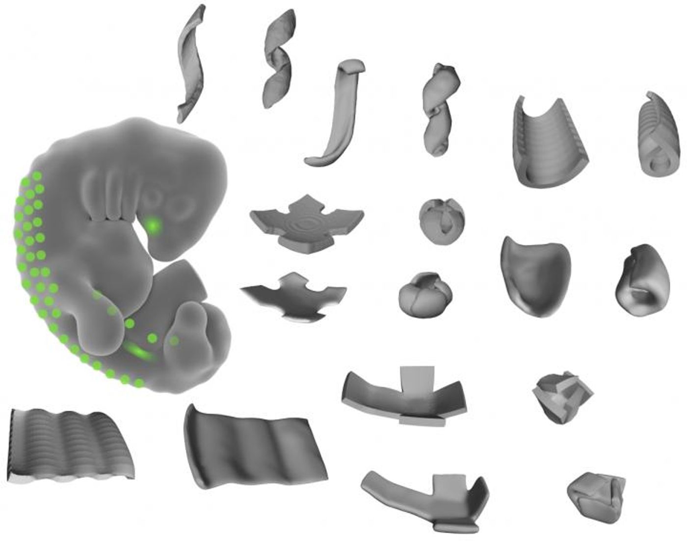 This image shows the shapes made of living tissue made by the researchers. By patterning mechanically active mouse or human cells to thin layers of extracellular fibers, the researchers could create bowls, coils, and ripple shapes. / Credit: Alex Hughes