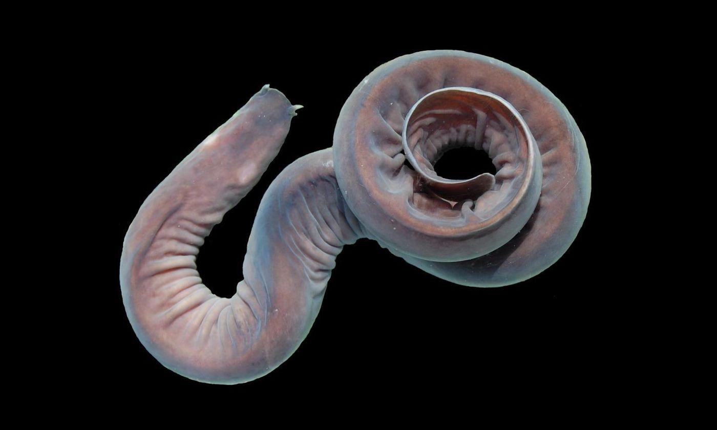 The hagfish / Credit: University of Guelph