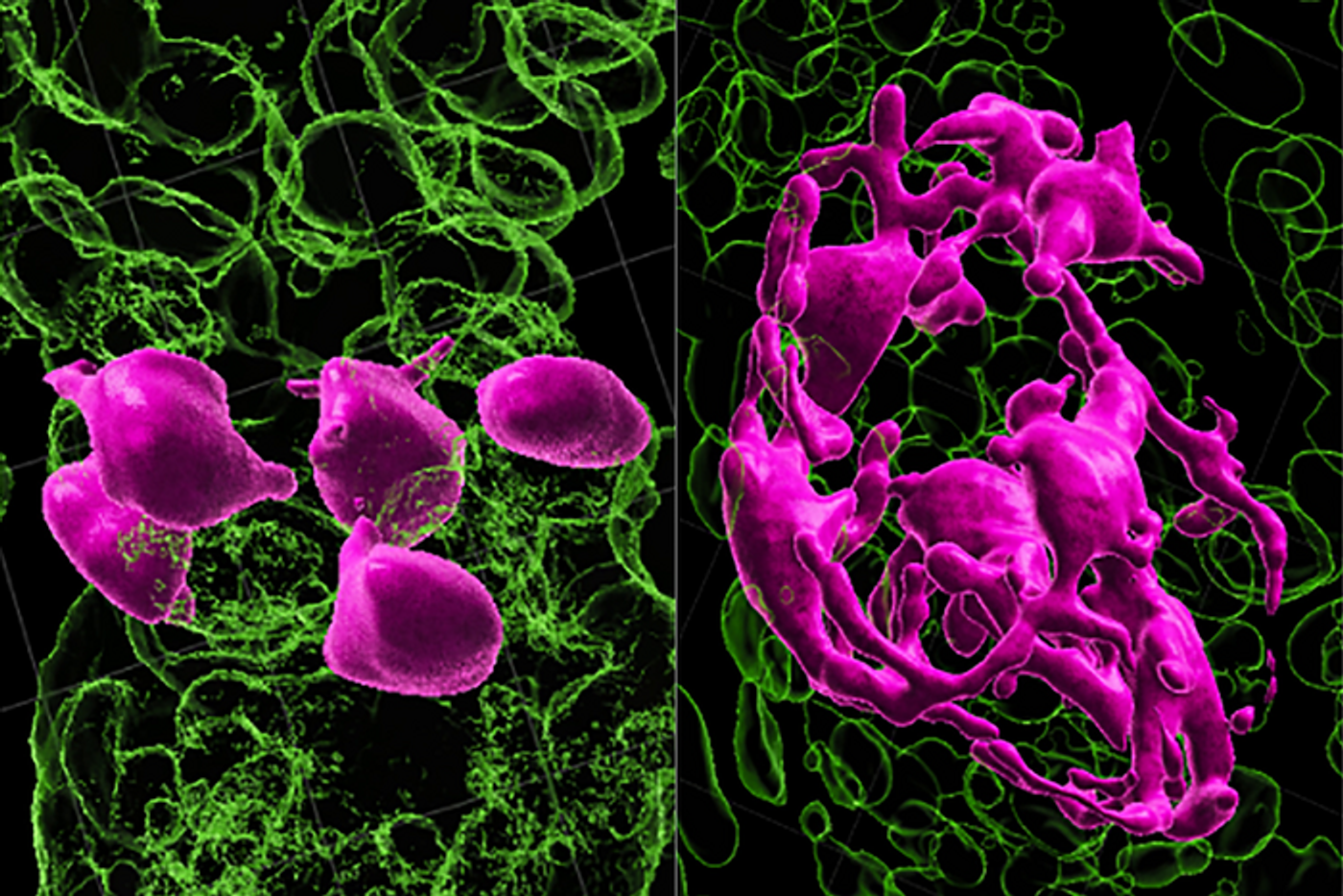 Hair-coloring stem cells (at left, in pink) need to be in the hair germ compartment in order to be activated (at right) to develop into pigment. Credit  Courtesy of Springer-Nature Publishing or the journal Nature
