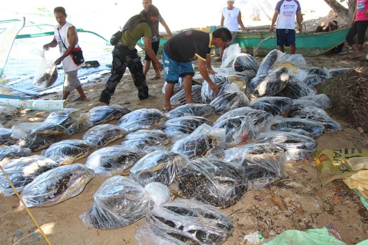 Bagged hawksbill sea turtle carcasses are counted and confiscated following routine patrol in The Philippines.