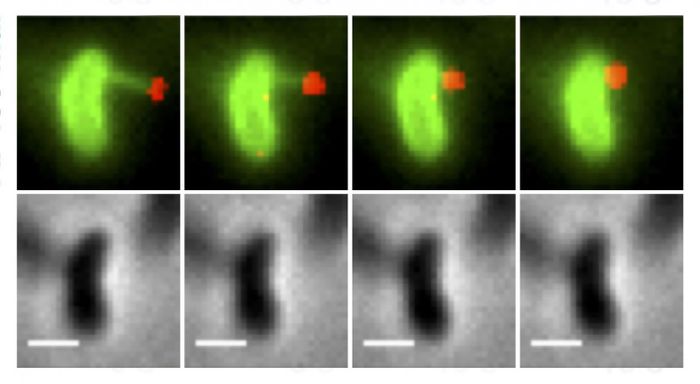 The upper images show a bacterial pilus (in green) latching onto a piece of DNA (in red) and pulling it back into the cell, the first steps in the DNA uptake process. The lower images show the same cells without the florescent dyes. / Credit: Ankur Dalia, Indiana University
