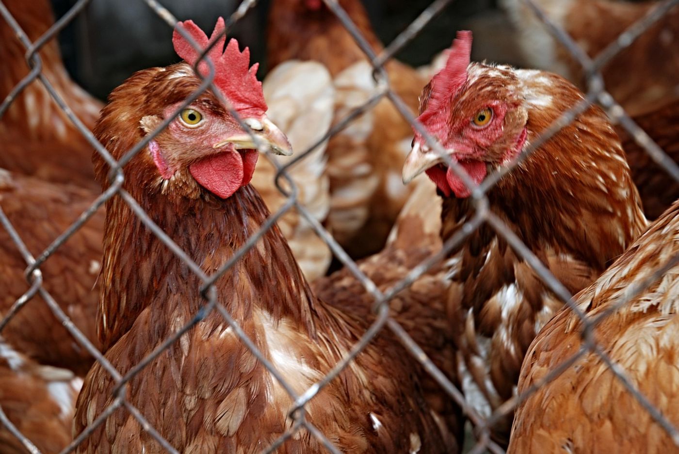 Bird flu problems forced the English government to place restrictions on poultry to prevent the spread of the disease, but as risk declines, the government is overturning those restrictions.