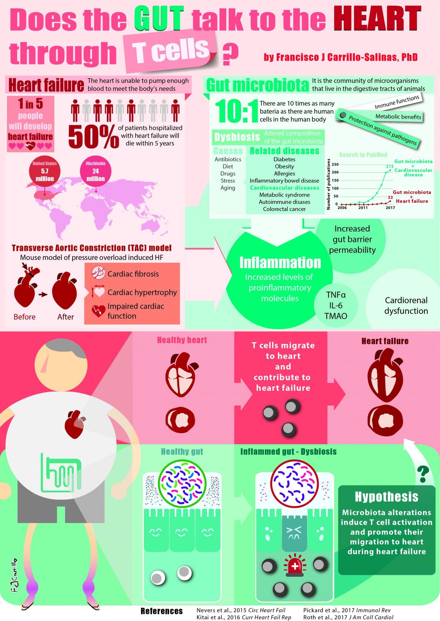 This is an infographic describing research on the communication between the gut and the heart. / Credit: Francisco Carrillo-Salinas, PhD