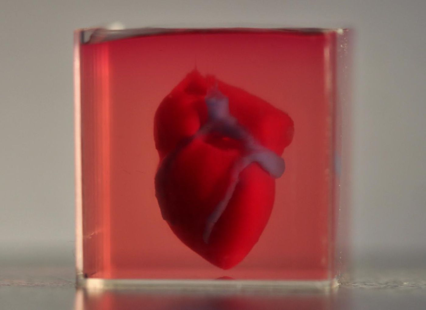 A 3D-printed, small-scaled human heart engineered from the patient's own materials and cells. / Credit: Advanced Science. © 2019 The Authors.