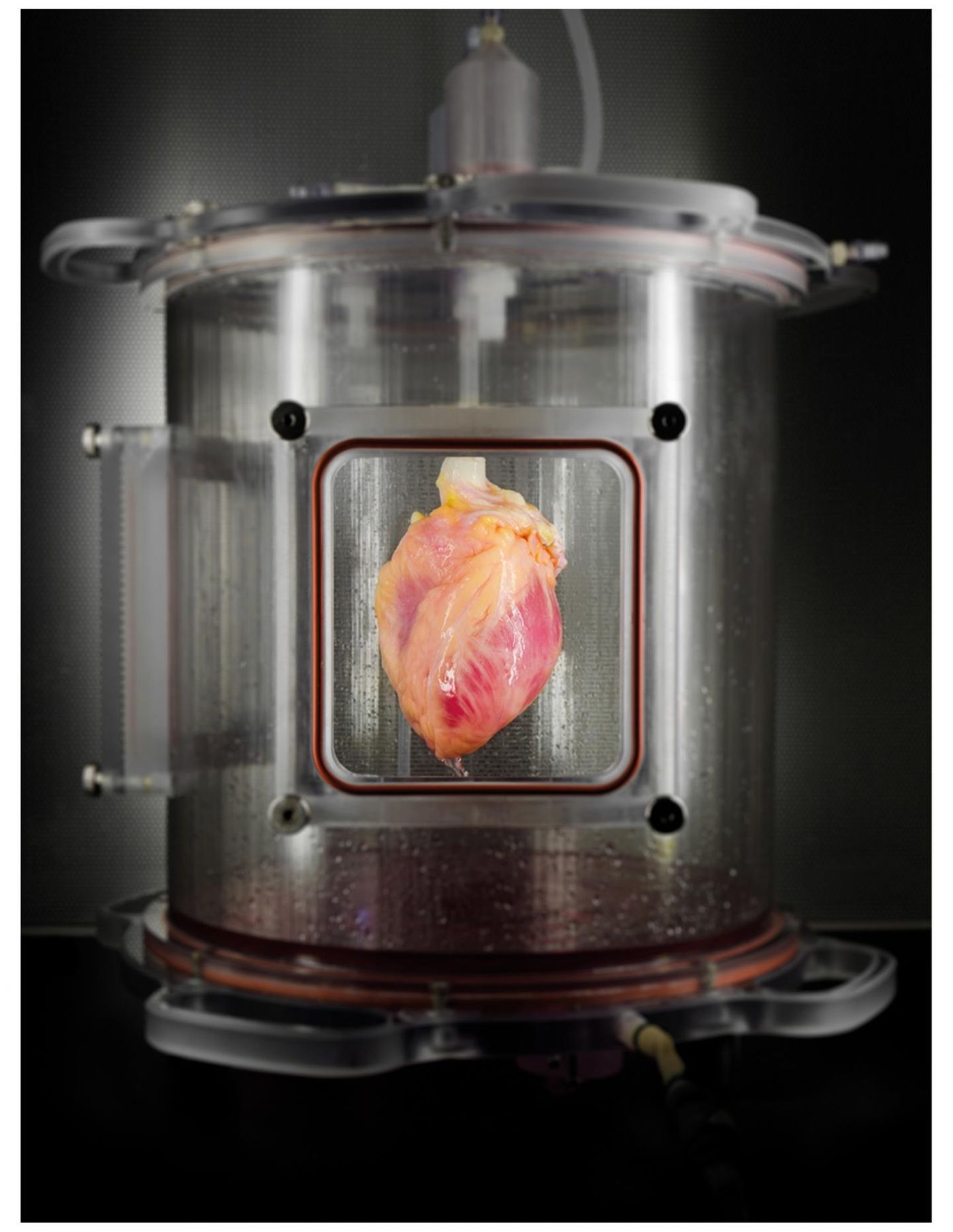 A partially recellularized human whole-heart cardiac scaffold, reseeded with human cardiomyocytes derived from induced pluripotent stem cells, being cultured in a bioreactor that delivers a nutrient solution and replicates some of the environmental conditions around a living heart.
