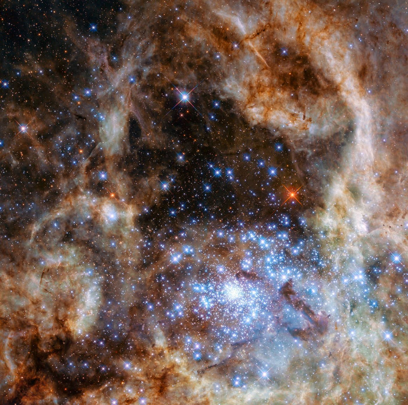 The cluster of young blue stars, as discovered by NASA's Hubble Space Telescope.