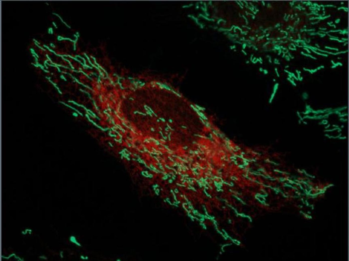 Live-imaged HeLa cells with the endoplasmic reticulum labeled red and mitochondria labeled green. / Credit: Image by Ginam Cho.
