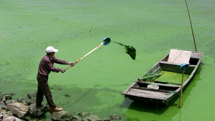 A man stands on the shore of a lake taken over by a cyanobacteria bloom. Photo: CBC.ca