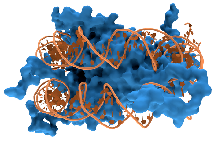 Interaction of DNA (orange) with histones (blue) / Credit: Wikipedia