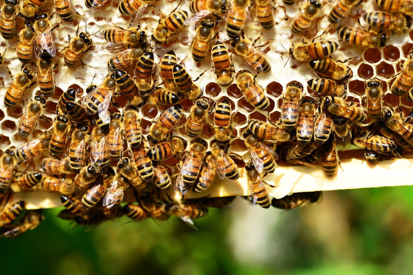 Why are larger honeybee colonies quieter than smaller ones? A new study provides some insight.