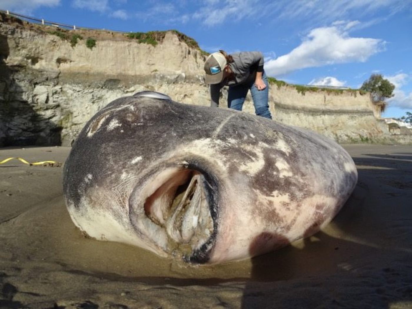 This is the hoodwinker sunfish that washed up in California last week.