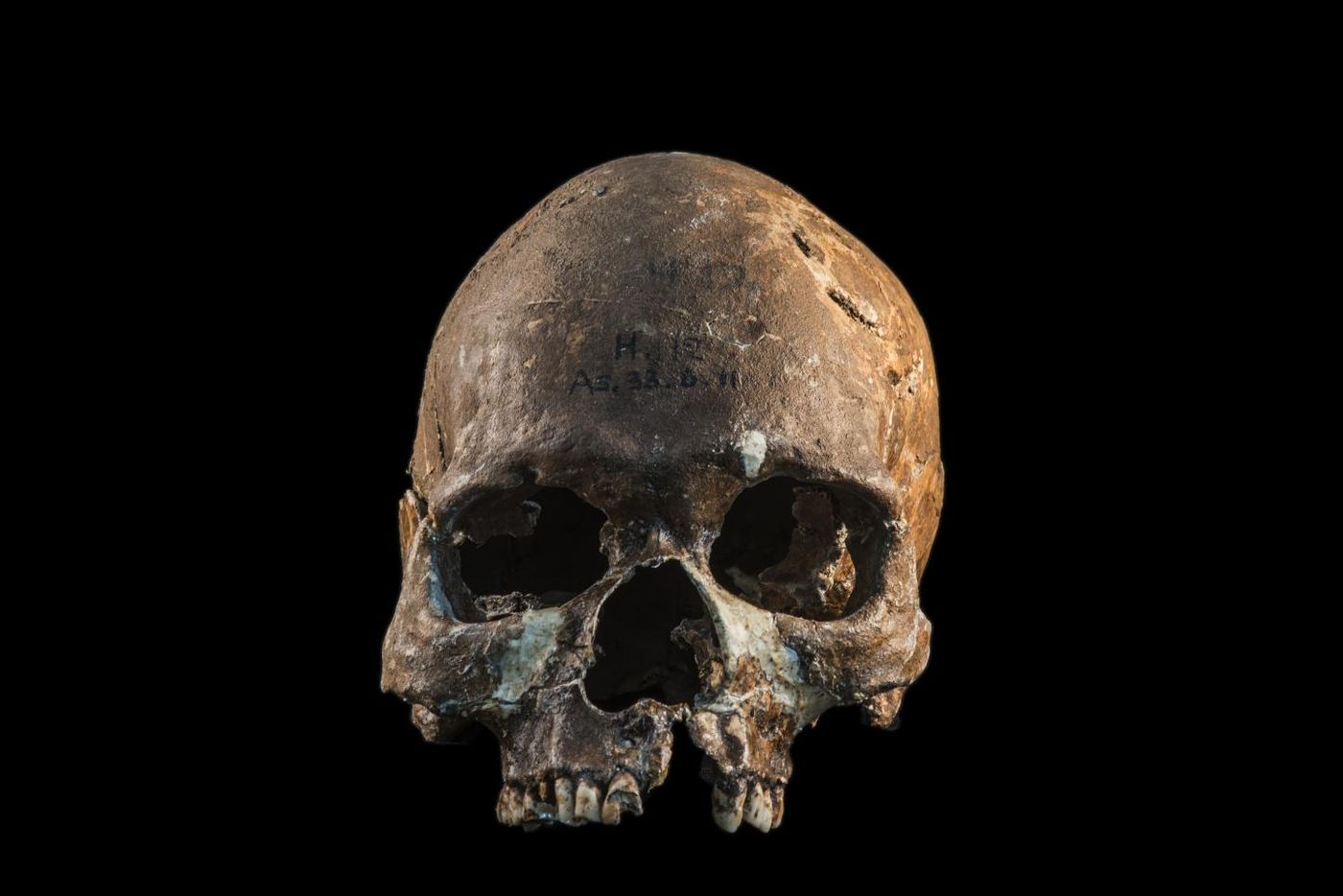 Skull from a Hòabìnhian person from Gua Cha archaeological site, Malaysian Peninsula. / Credit: Fabio Lahr