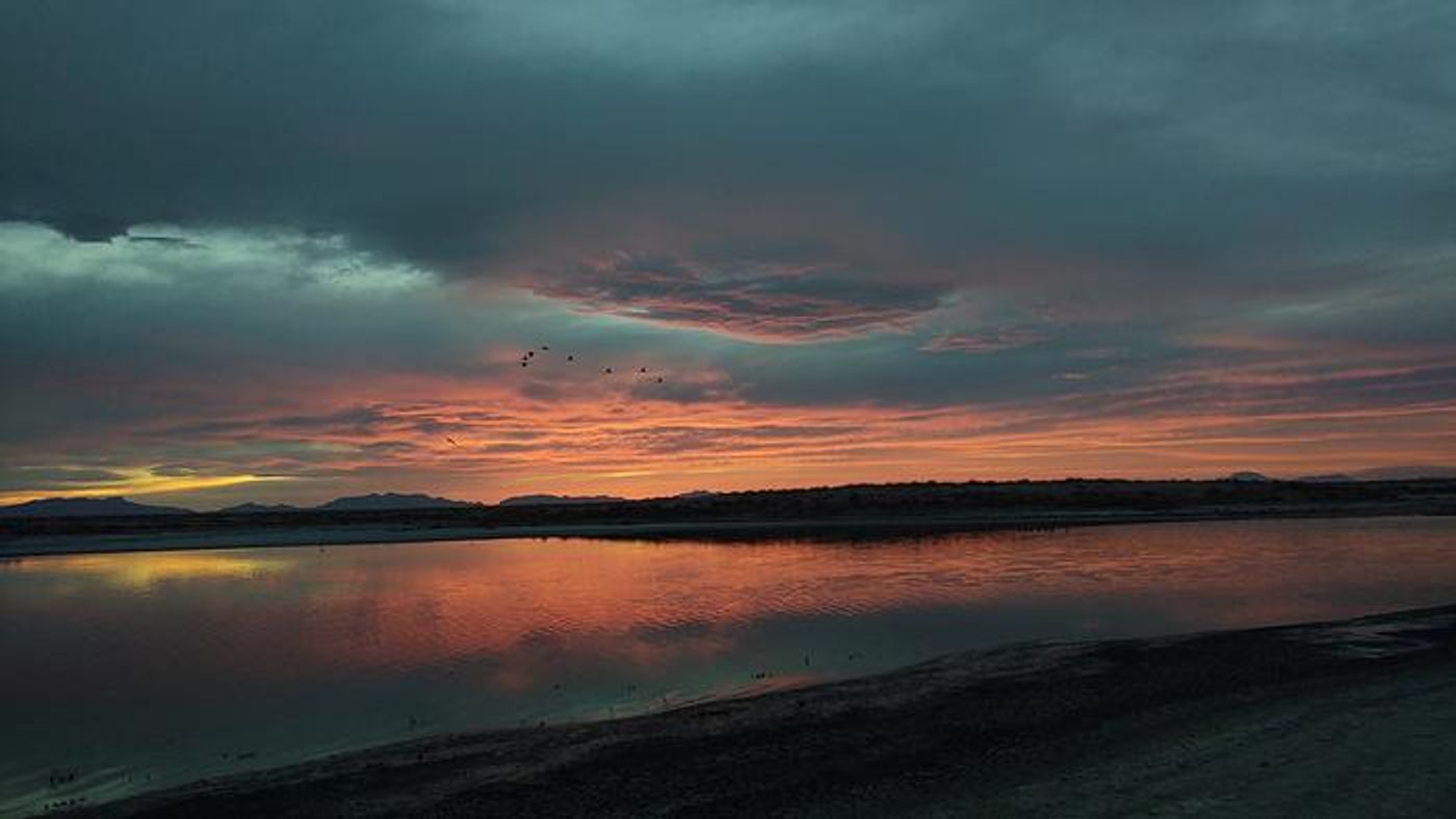 Sunset over Holloman Lake, as White-faced Ibis (Plegadis chihi) fly by. / Credit: Andrew B. Johnson