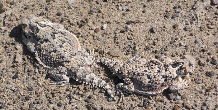 A pair of horned lizards sit on a sandy surface.