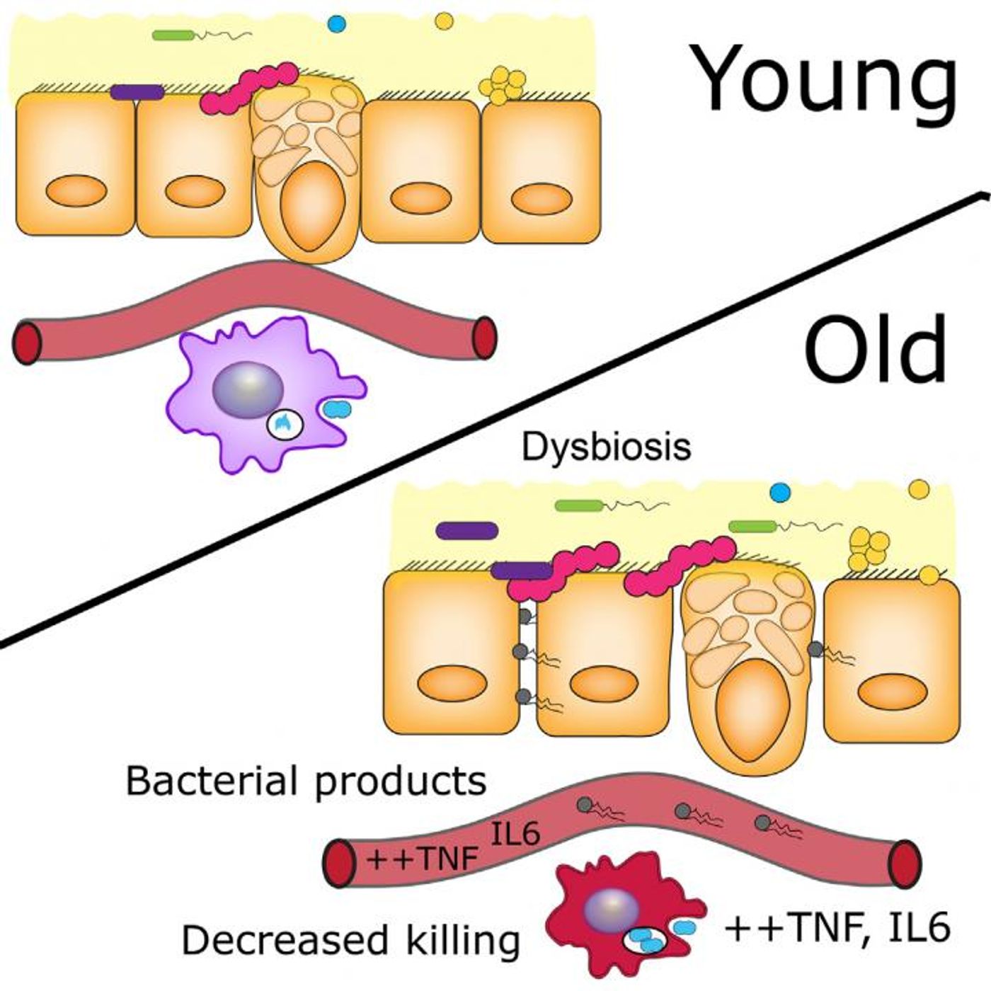 This visual abstract represents the findings of Thevaranjan et al. who, using young and old germ-free and conventional mice, demonstrate that age-related microbiota changes drive intestinal permeability, age-associated inflammation, and decreased macrophage function. Reducing TNF levels rescues microbiota changes and protects old mice from intestinal permeability. / Credit: Thevaranjan et al./Cell Host & Microbe 2017