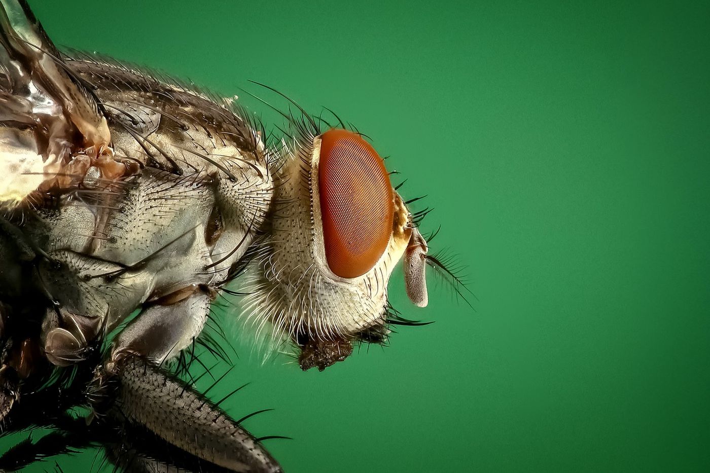 A close-up image of a common house fly.