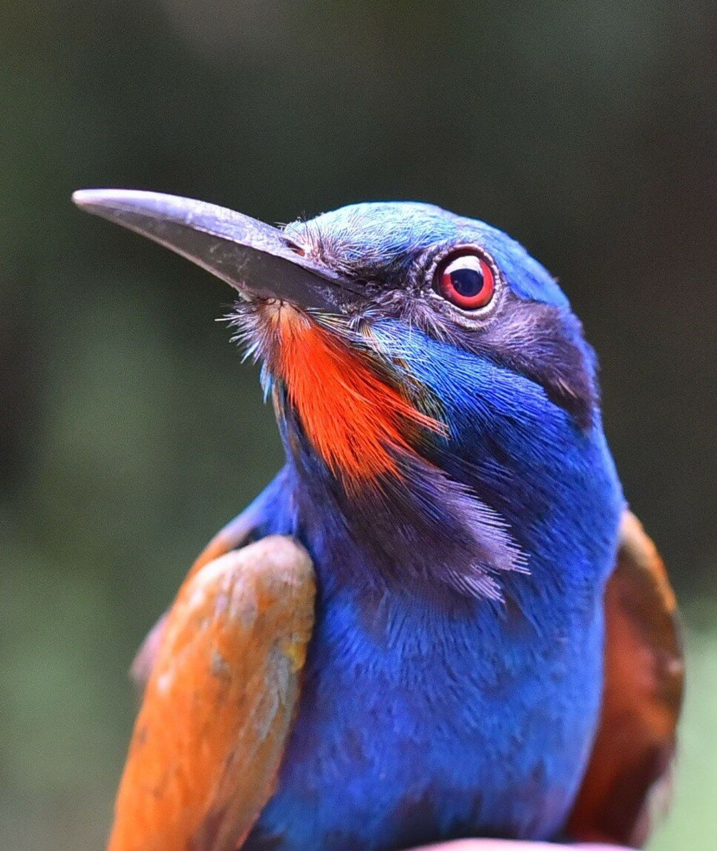 The blue-headed bee-eater is an example of a bird species native to Africa that could be impacted by extensive deforestation.