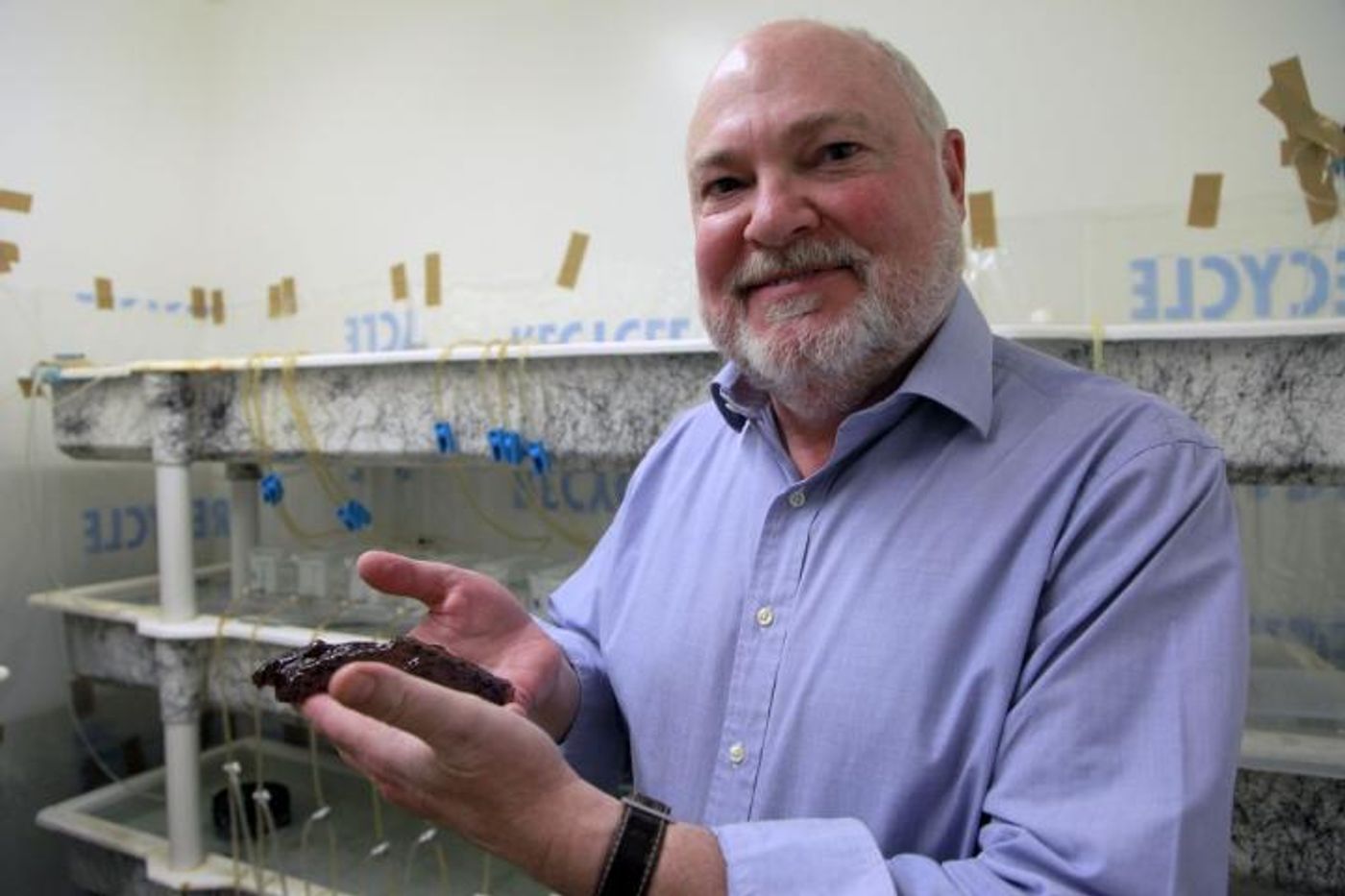 This is David Glanzman holding a marine snail. / Credit: Christelle Snow/UCLA