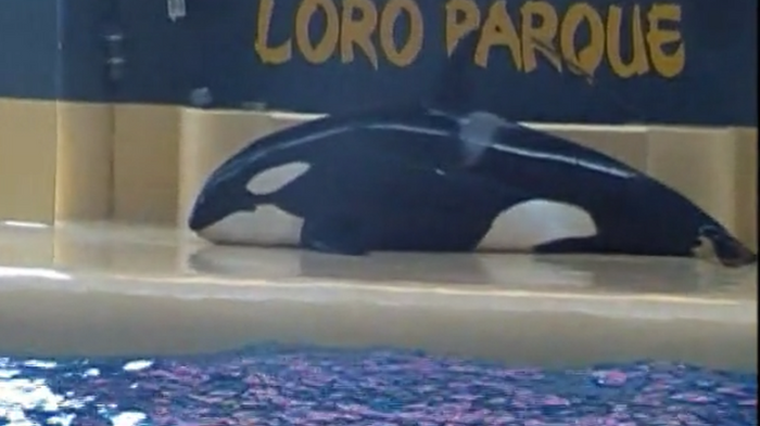SeaWorld orca beaches itself and is caught on video.