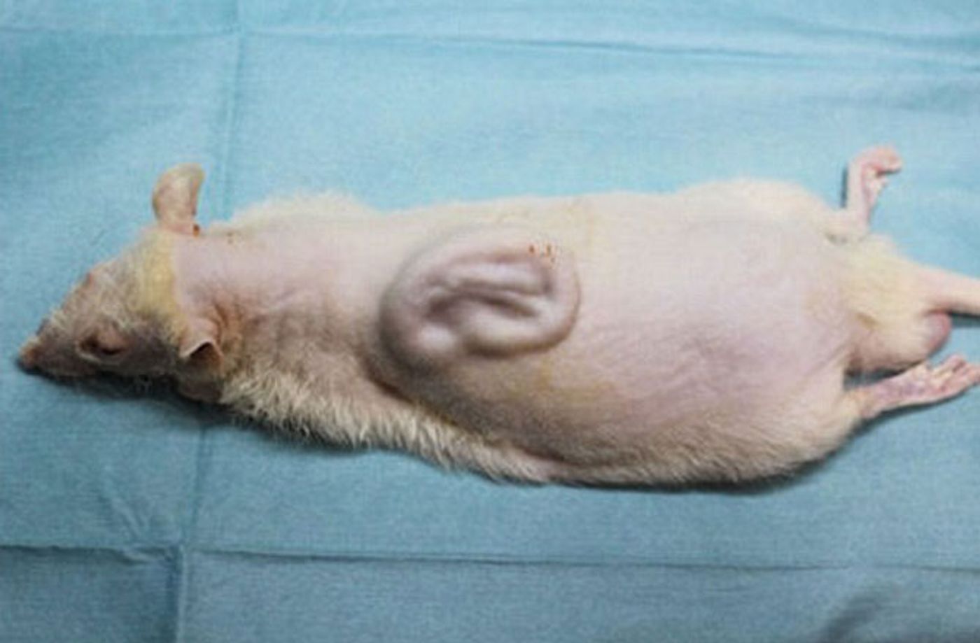 Researchers in Japan have grown a human ear on the back of a lab rat with stem cells.
