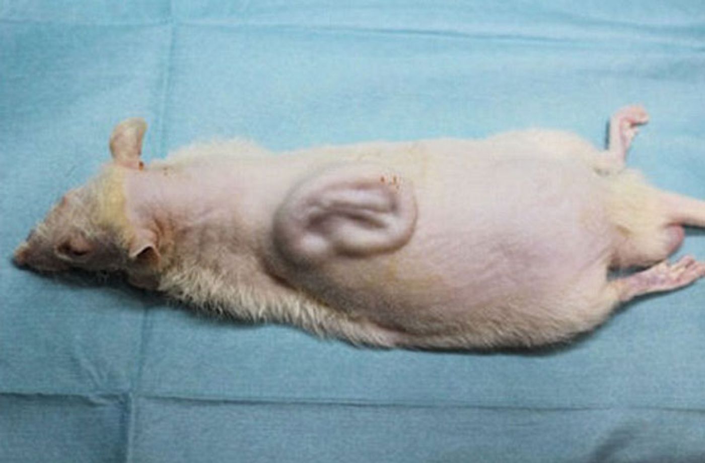 Scientists Grow a Human Ear on the Back of a Rat