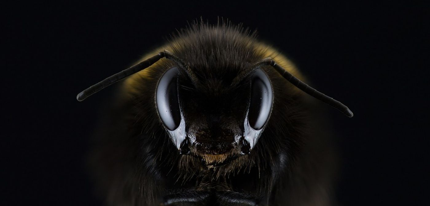 A species of bee long thought to be extinct has been rediscovered after 80 years.