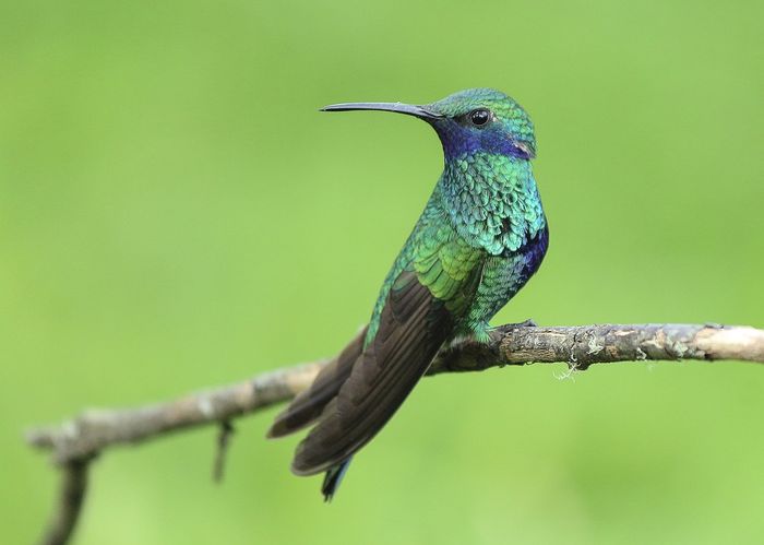 Tropical birds are in trouble, and climate change appears to be the driving factor.