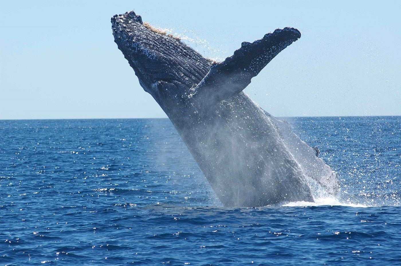 A South Atlantic humpback whale population has allegedly grown to pre-whaling numbers.