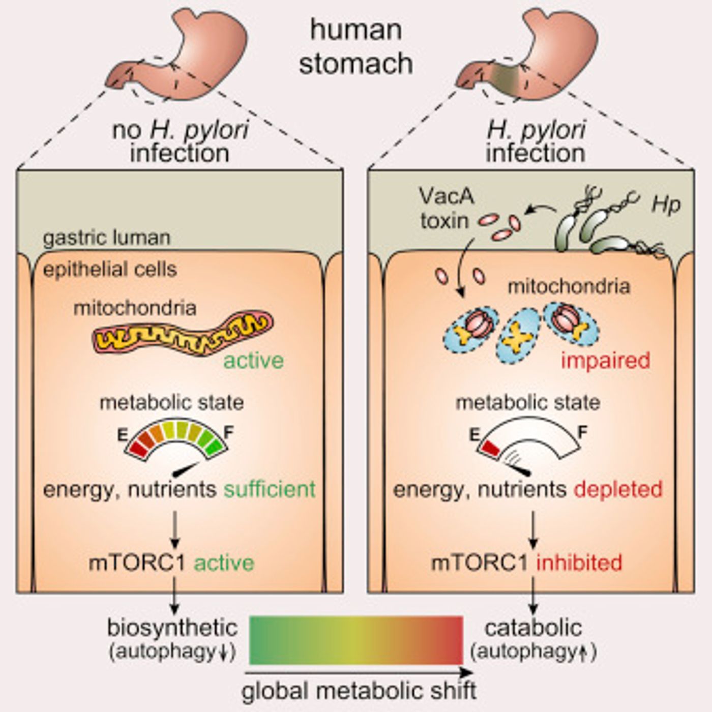 Graphical abstract, Kim et all Cell Host & Microbe 2018