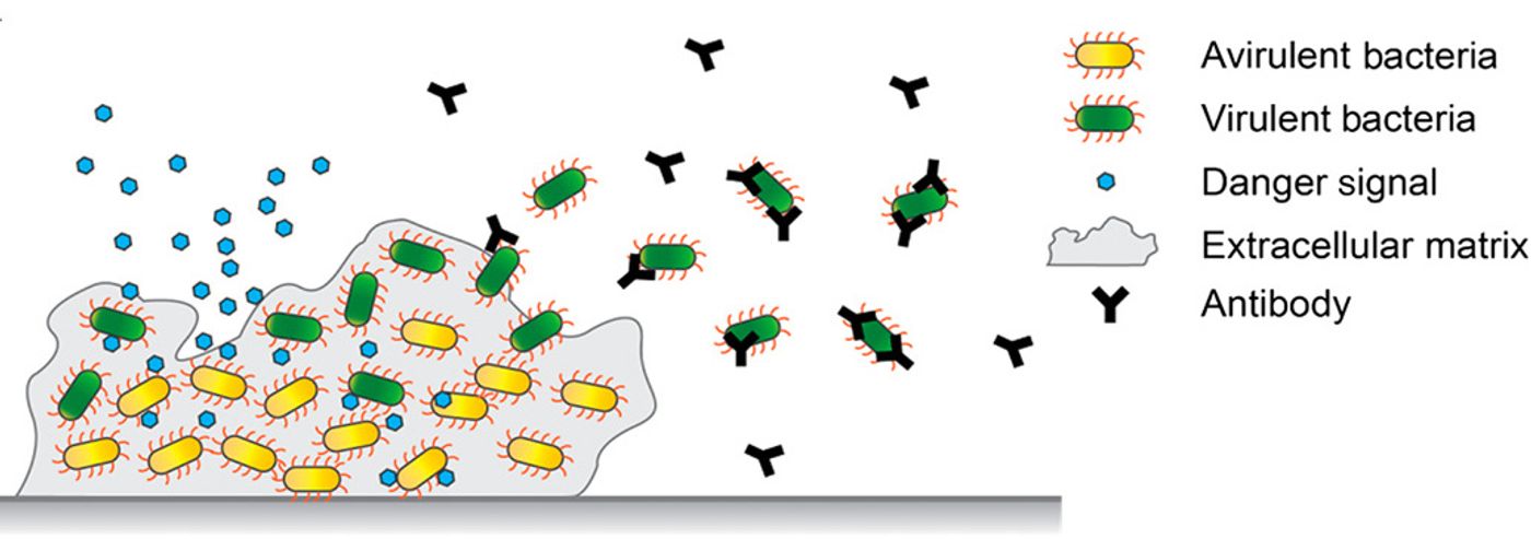 Asymptomatic S. pneumoniae biofilm in the nasopharynx can be triggered via signals such as viral infection for virulent cellular release and dissemination. The antigens delivered with the hybrid vector were chosen to elicit a directed immune response to only the virulent subpopulation of S. pneumoniae. / Credit: Science Advance Li et al