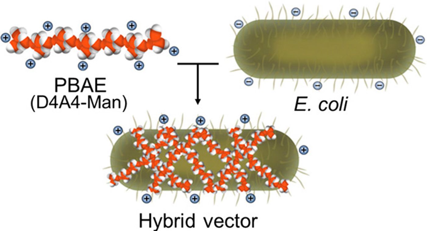 The hybrid biological-biomaterial vector - electrostatic interactions between a positively charged PBAE (D4A4-Man) and negatively charged E. coli result in the hybrid vector composed of both components contributing to the delivery of antigenic cargo within the E. coli core of vehicle. / Credit: Science Advances Li et al