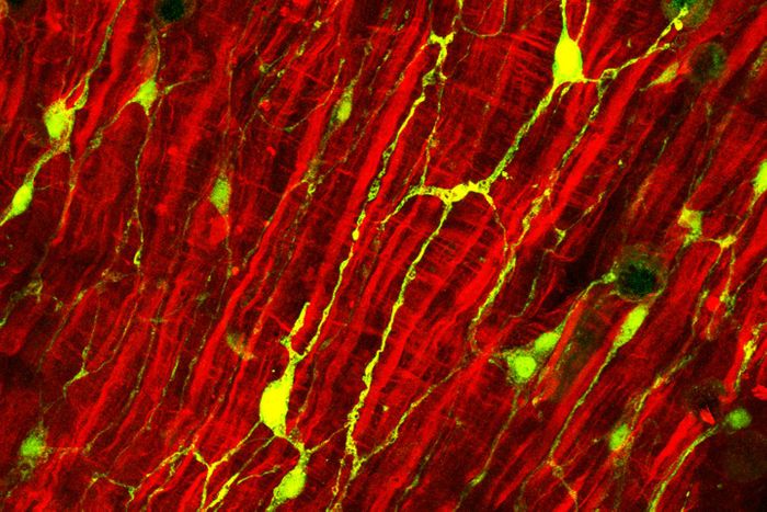 Fibers of intestinal tissue (in red) surround the nerve cells (in green) of the freshwater polyp Hydra. / Credit: Christoph Giez, Dr. Alexander Klimovich