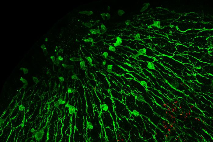 Nerve cells (in green) of the freshwater polyp Hydra produce antimicrobial peptides and thus shape the animal's microbiome. Rod-shaped bacteria can be seen at the base of the tentacles, marked in red. / Credit: Christoph Giez, Dr. Alexander Klimovich