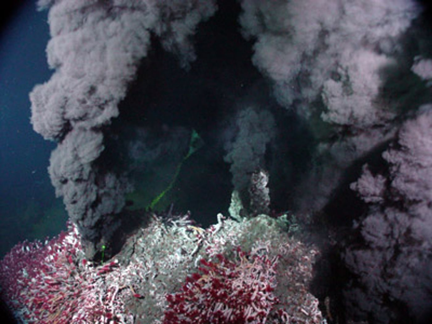 Hydrothermal sea vents, like the one this organism lived in. / Credit: NOAA