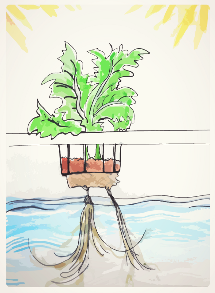 hydroponic farming illustration, credit: Julia Travers (jtraversart.wordpress.com)