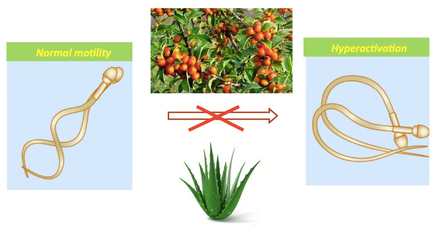 Compounds extracted from two plants, Espinheira Santa (Maytenus ilicifolia) and aloe, prevent hyperactivation in sperm, the power kick necessary to fertilize the egg. The compounds are potential emergency contraceptives. / Credit: Polina Lishko graphic.