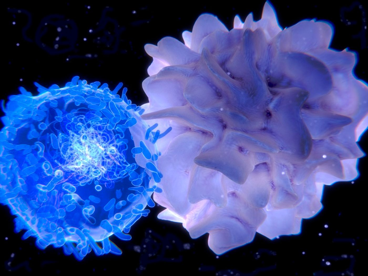Dendritic cells prime T cells for attack against antigens. Credit: HemaCare