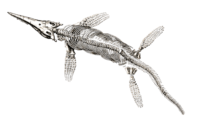 An ichthyosaur skeleton.