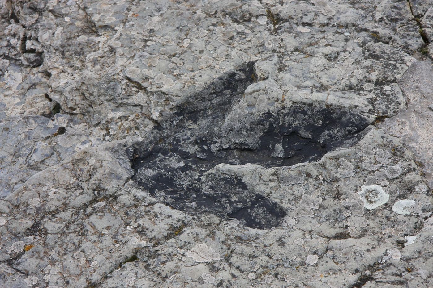 A dinosaur footprint, not associated with this study.